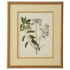 Chelsea House Catesby Bird & Botanical I (Dropshippable)