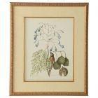 Chelsea House Catesby Bird & Botanical II (Dropshippable)