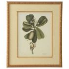 Chelsea House Catesby Bird & Botanical III (Dropshippable)