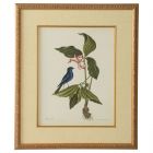 Chelsea House Catesby Bird & Botanical IV (Dropshippable)