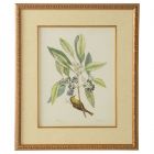 Chelsea House Catesby Bird & Botanical V (Dropshippable)