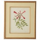 Chelsea House Catesby Bird & Botanical VI (Dropshippable)