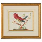 Chelsea House Pink Bird/Black Tail