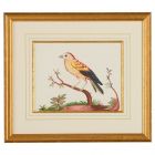 Chelsea House Yellow Wing/Rd Berry