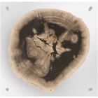 Phillips Collection Floating Petrified Slice Wall Art, Assorted