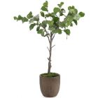 John Richards Fiddle Leaf Fig #JRB-5102
