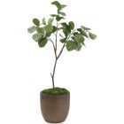 John Richards Fiddle Leaf Fig #JRB-5103