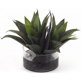 John Richards Aqua Agave (Dropshippable)