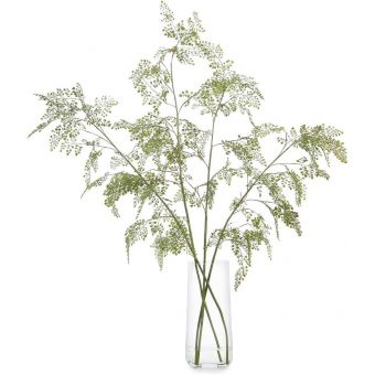 John Richards Aqua Fern