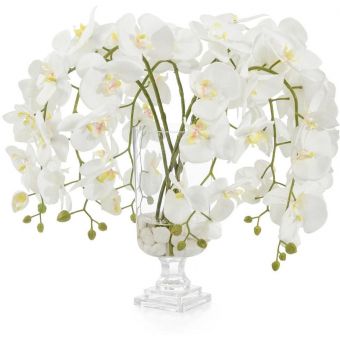 John Richard Glamorous Phals