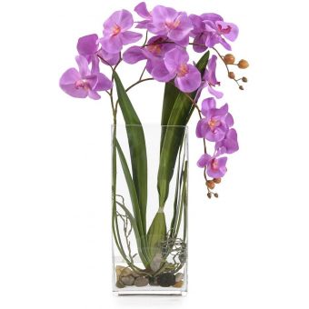 John Richard Deep Asian Orchid