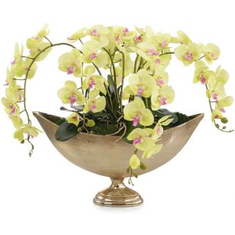 John Richard limelight Orchids