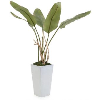 John Richard Banana (GIMS) - OVERSTOCK